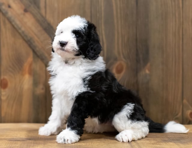 Omer is an F1 Sheepadoodle that should have  and is currently living in Minnesota