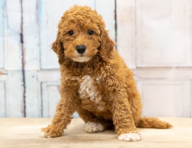 Val is an F1BB Goldendoodle that should have  and is currently living in Iowa