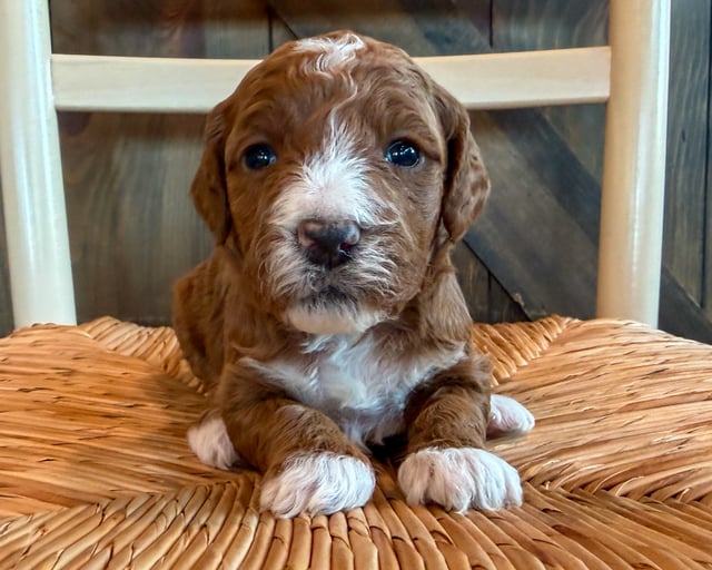 A picture of a Blair, a gorgeous Mini Goldendoodles for sale