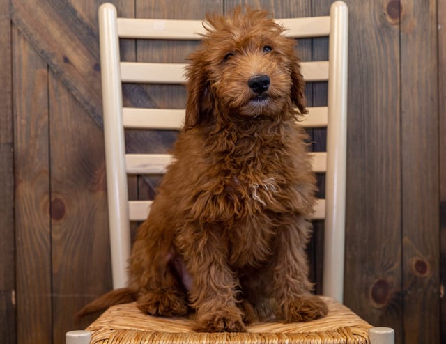 A picture of a Herby, one of our Mini Goldendoodles puppies that went to their home in Iowa