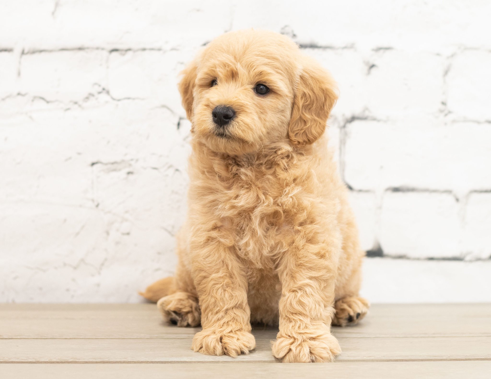 A litter of Mini Goldendoodles raised in Iowa by Poodles 2 Doodles