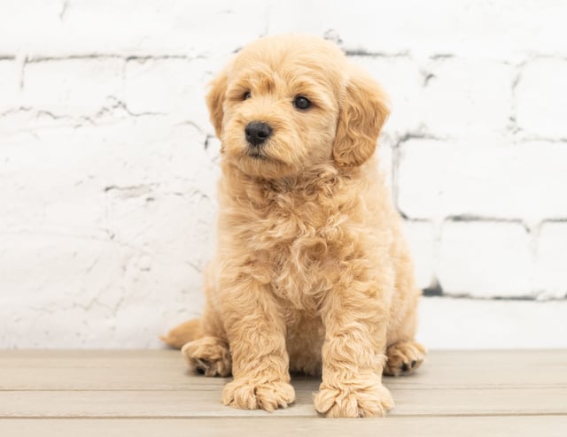 A picture of a Yackson, a gorgeous Mini Goldendoodles for sale