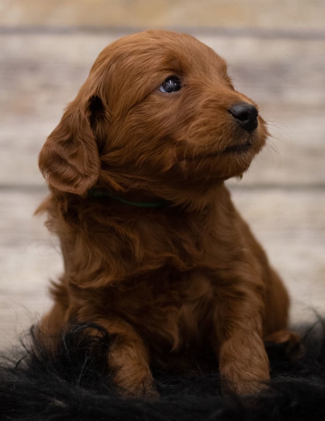 Hope came from Hope and Griffin's litter of F1 Goldendoodles