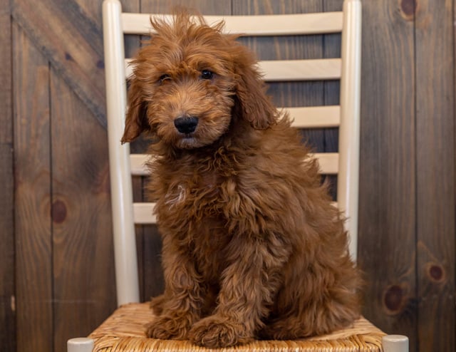 Herby is an F1 Goldendoodle that should have  and is currently living in Iowa