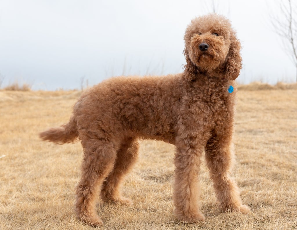 A picture of one of our Irish Doodle mother's, Hadley.