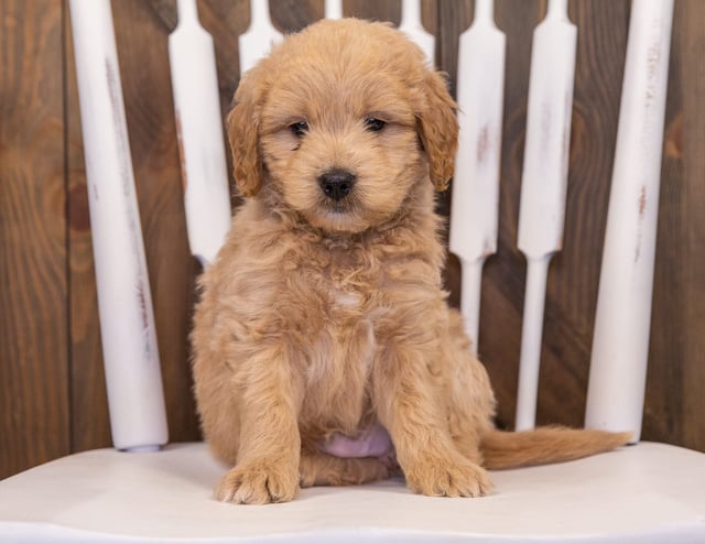 Radar came from Sassy and Taylor's litter of F1 Goldendoodles