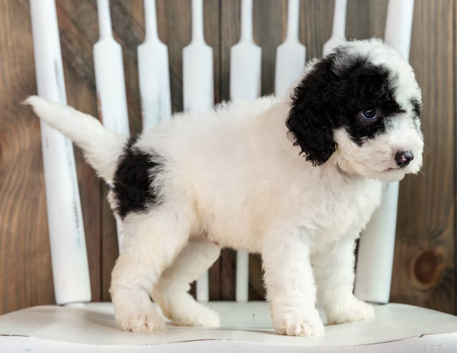 Lucky is an F1B Sheepadoodle that should have  and is currently living in Iowa