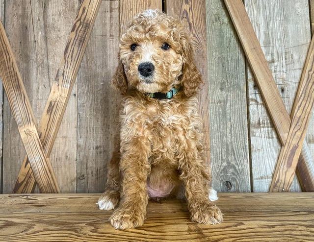 Gorgeous Mini Goldendoodles available for sale!