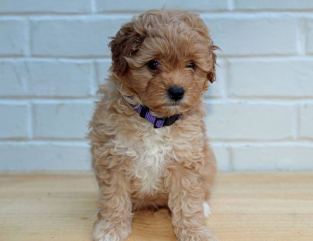 A picture of a Honey, one of our Petite Goldendoodles puppies that went to their home in Illinois