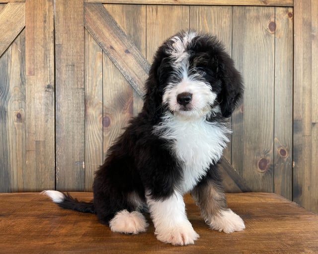 Xaver is an F1 Bernedoodle that should have  and is currently living in California