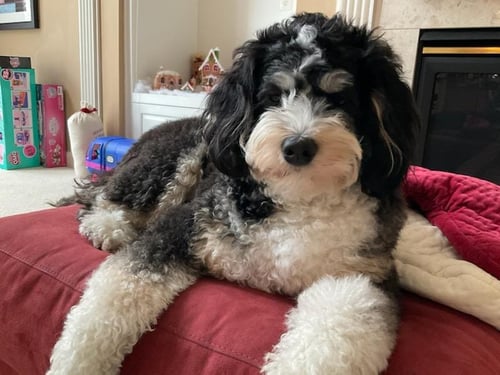 Standard Bernedoodle Puppy living the best life in California