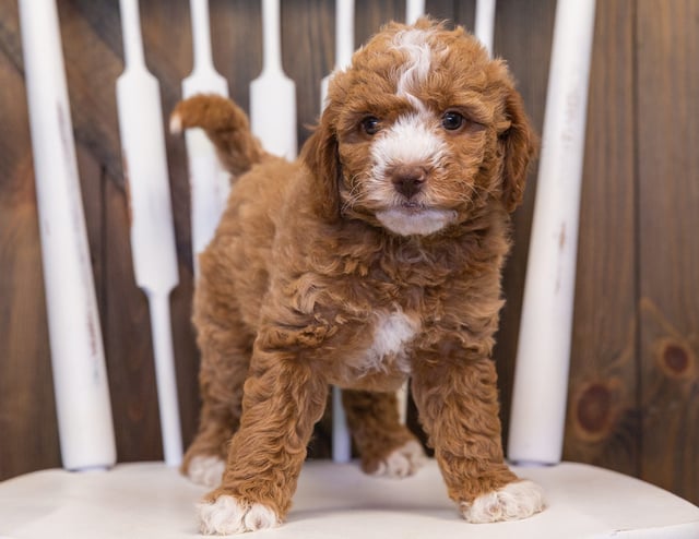 Gorgeous Mini Goldendoodles available for sale!
