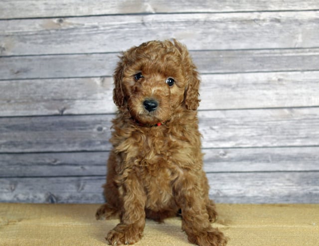 A picture of a Usher, one of our Mini Goldendoodles puppies that went to their home in Colorado 