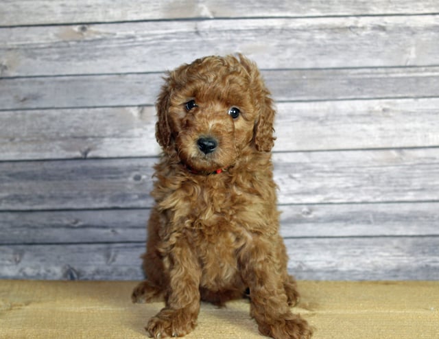 Gorgeous Mini Goldendoodles available for sale!