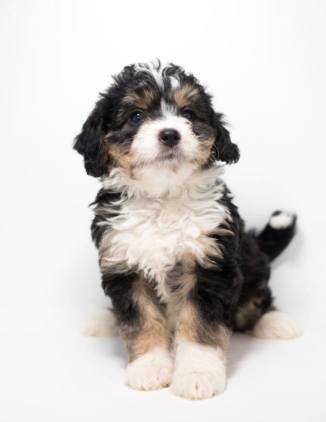 Frodo was born on 10/04/2018