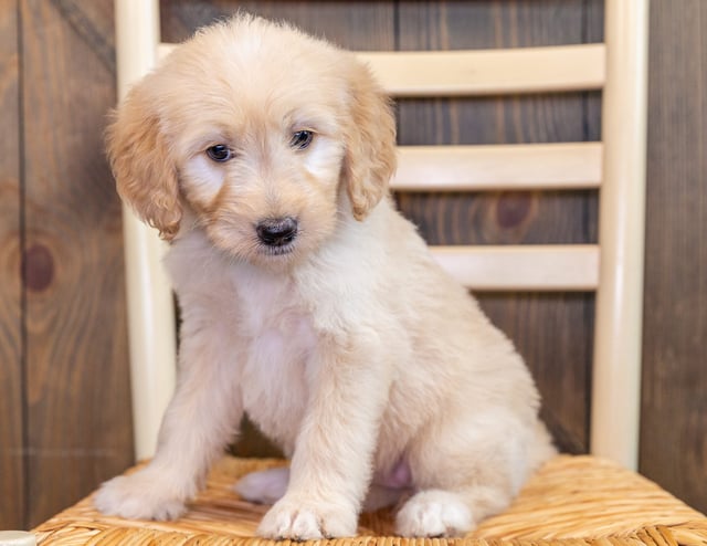 Quana is an F1 Goldendoodle that should have  and is currently living in Iowa