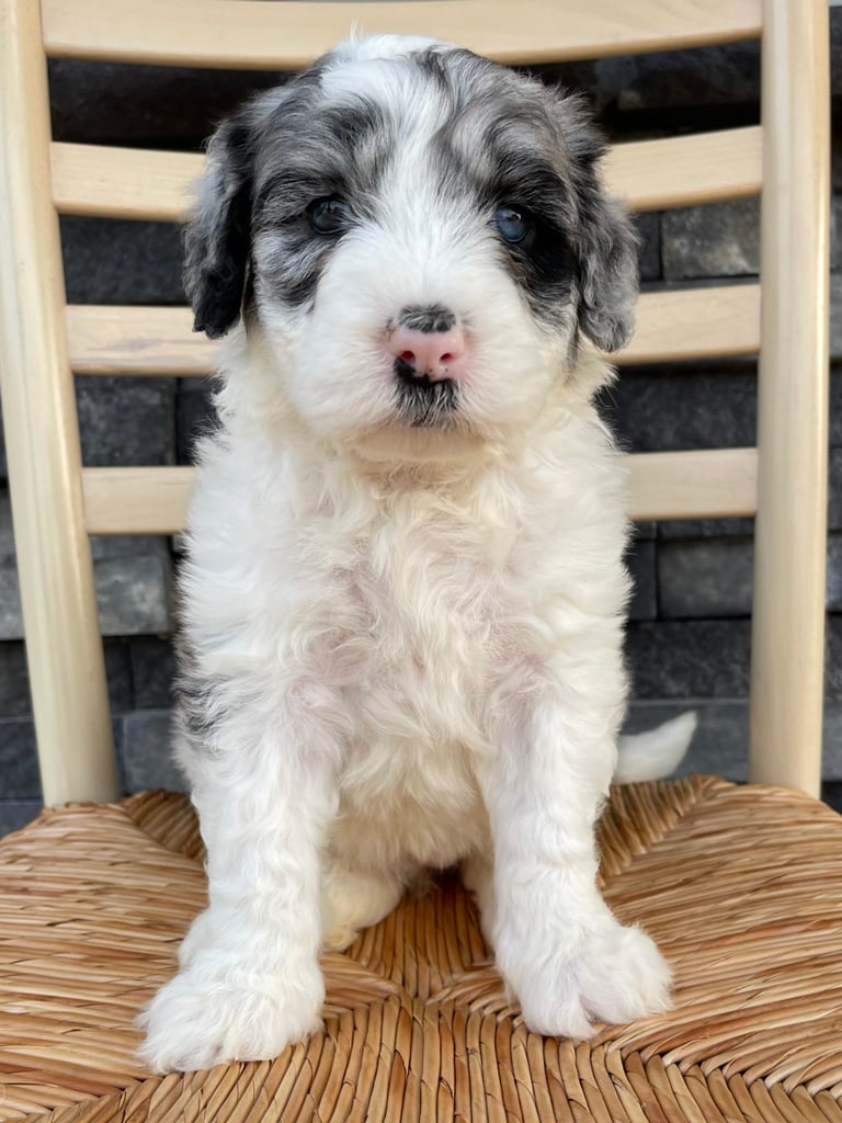 A picture of a Bella, one of our Standard Sheepadoodles puppies that went to their home in Nebraska