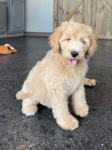 Stella is an F1 Goldendoodle that should have  and is currently living in Minnesota