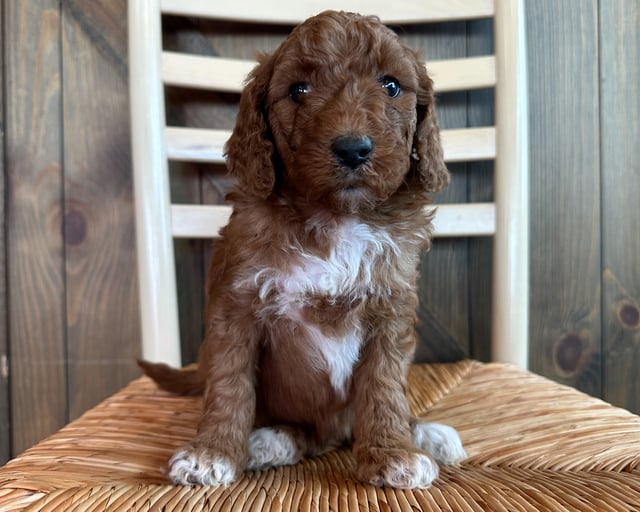 This litter of Goldendoodles are of the F1B generation.