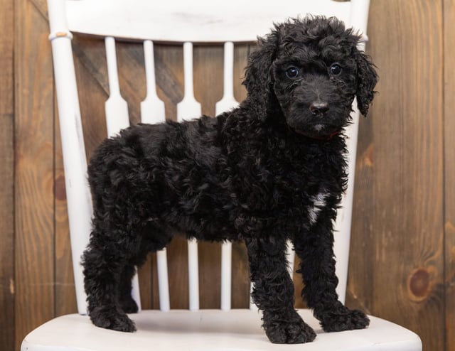 A picture of a Osita, one of our  Goldendoodles puppies that went to their home in Tennessee