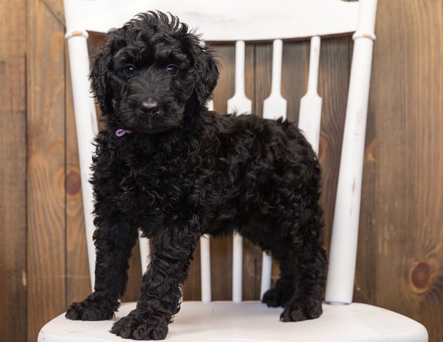 Ohana is an F1B Goldendoodle that should have  and is currently living in North Dakota