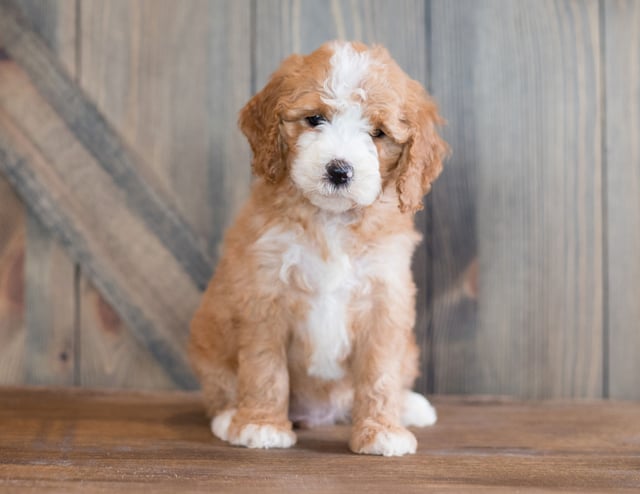 Betsi is an F1B Goldendoodle that should have  and is currently living in Nebraska