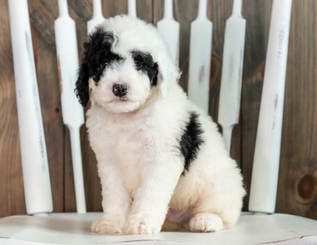 A picture of a Lucky, one of our Mini Sheepadoodles puppies that went to their home in Iowa