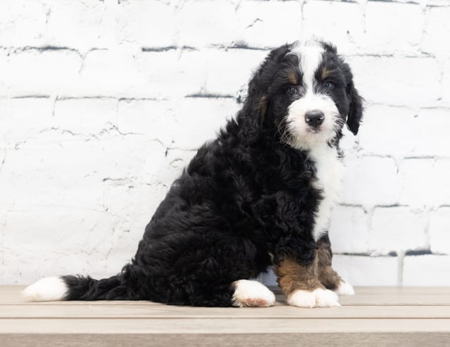 Xavier is an F1 Bernedoodle for sale in Iowa.