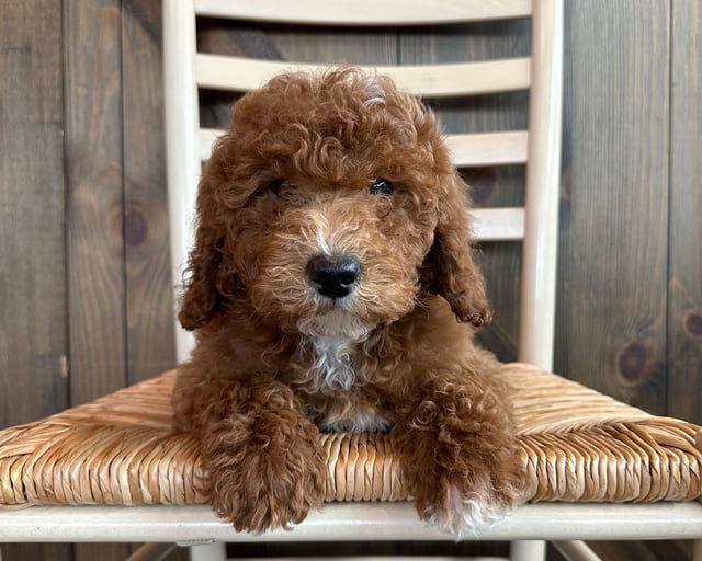 A picture of a Sid, a gorgeous Petite Poodles for sale