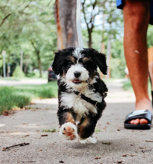 F1 Mini Bernedoodle Puppy for sale in Iowa