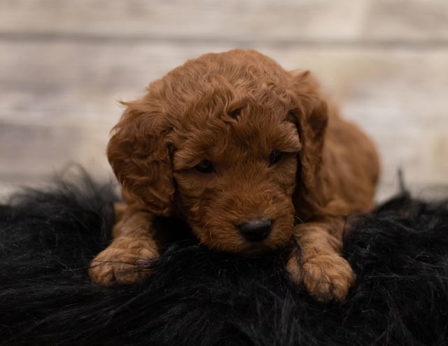 Another great picture of Hess, a Goldendoodles puppy