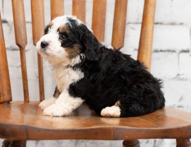 Pal is an F1 Bernedoodle for sale in Iowa.