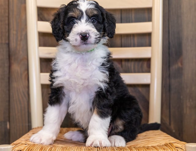 Learn more about Bernedoodles on our blog