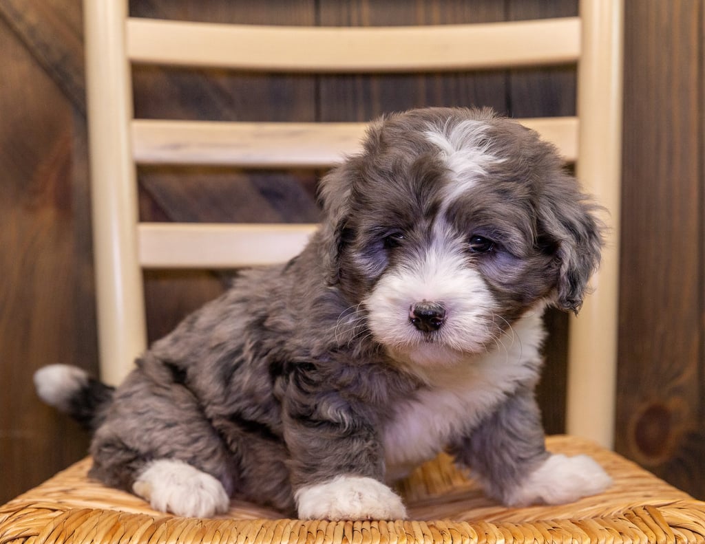 A picture of a Angel, one of our Mini Bernedoodles puppies that went to their home in Georgia