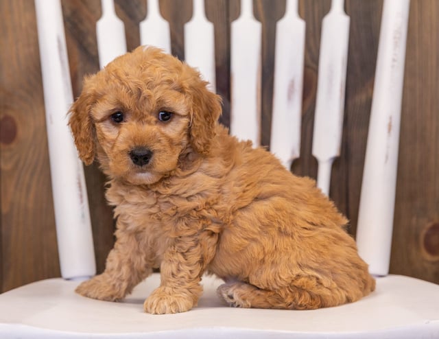 Reese is an F1 Goldendoodle that should have  and is currently living in Missouri