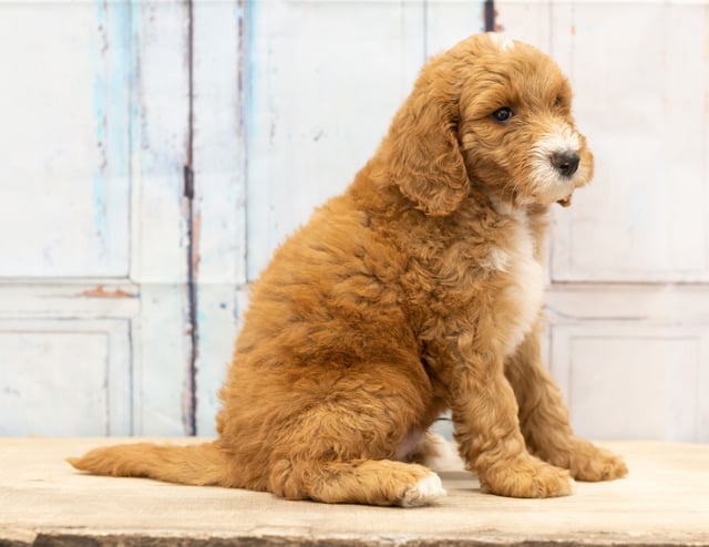 Another great picture of Walt, a Goldendoodles puppy