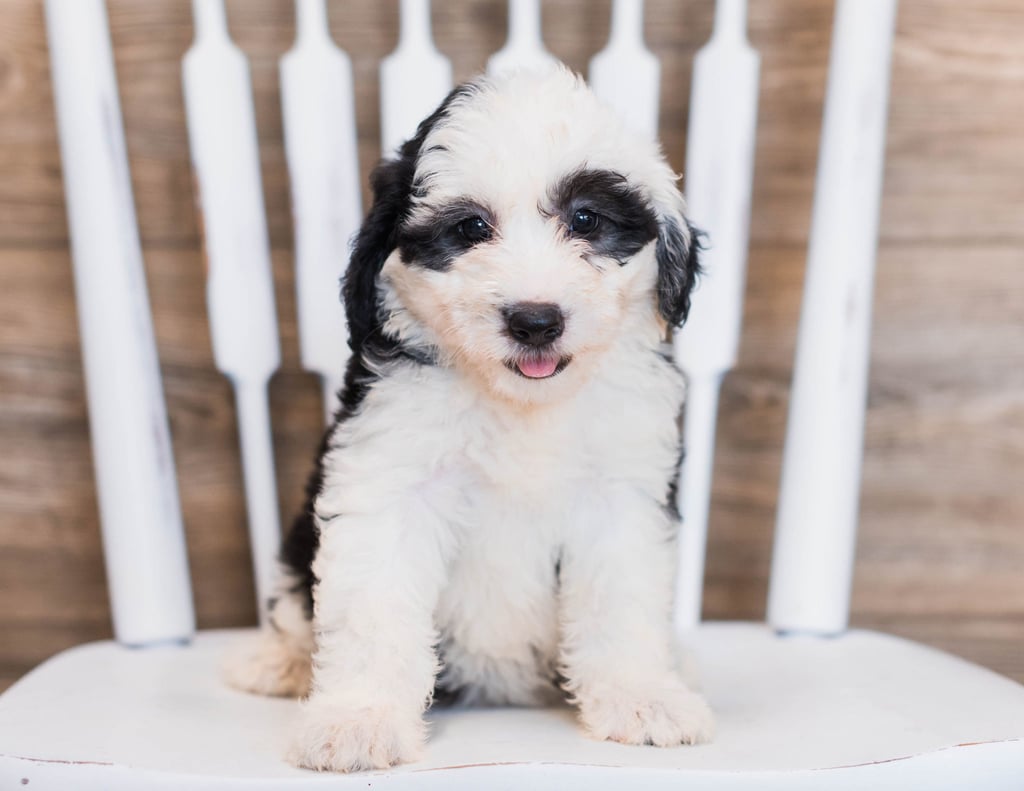 A picture of a Cece, one of our Mini Sheepadoodles puppies that went to their home in Virginia 