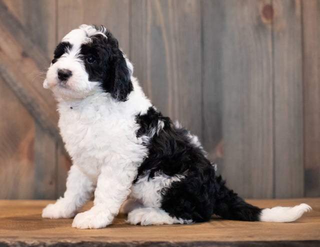 A picture of a Uma, one of our Mini Sheepadoodles puppies that went to their home in Indiana