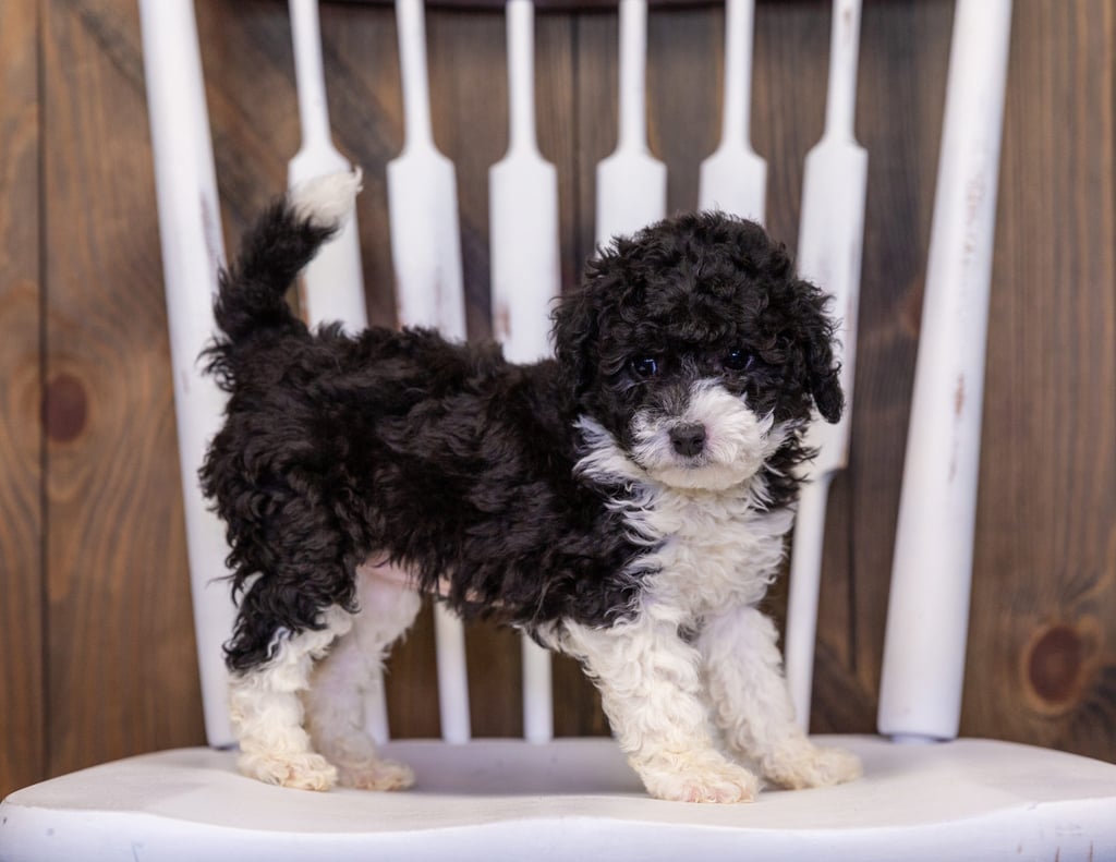 A picture of a Hannah, one of our Mini Sheepadoodles puppies that went to their home in New Jersey