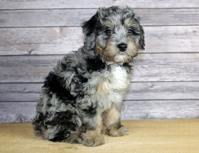 A picture of a Winnie, one of our Petite Bernedoodles puppies that went to their home in Illinois