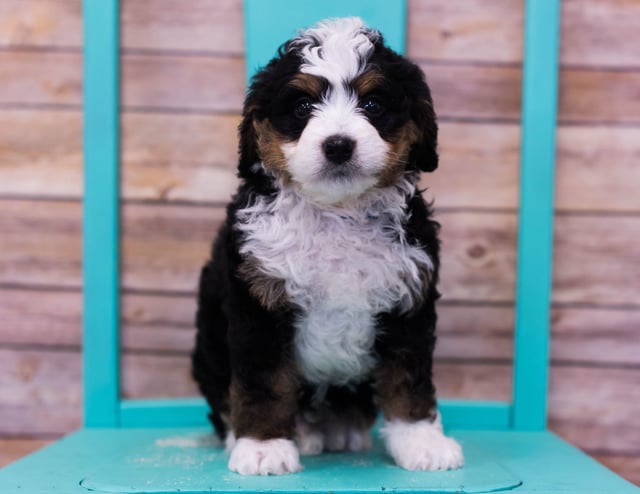 These Bernedoodles were bred by Poodles 2 Doodles in Iowa. Their mother is Sasha and their father is Stanley