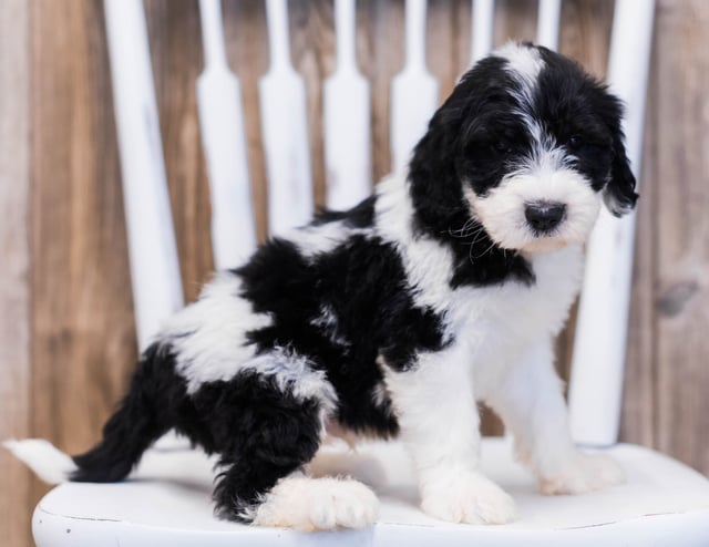 Elli came from Shandy and Bentley's litter of F1 Sheepadoodles