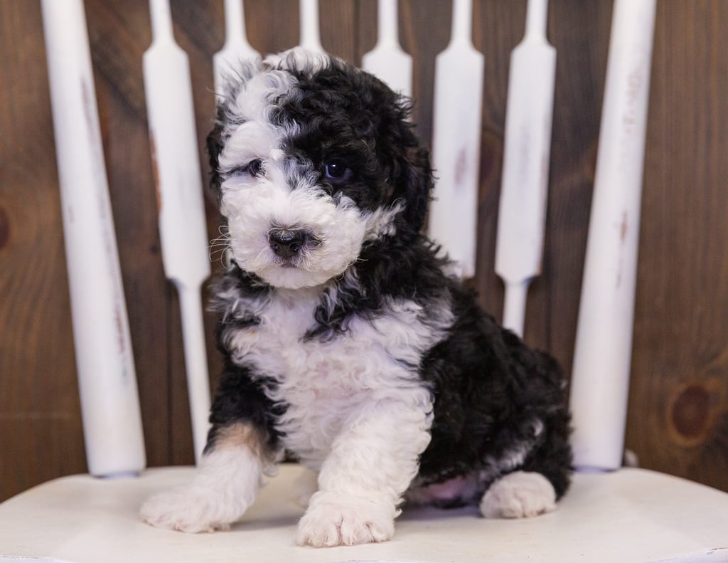Coco is an F1B Sheepadoodle that should have  and is currently living in California