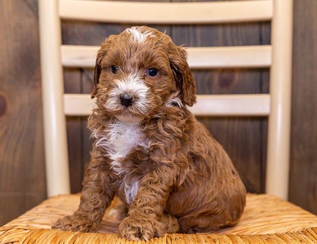 James is an Multigen Australian Goldendoodle that should have  and is currently living in New York