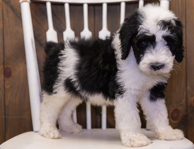 A picture of a Bart, one of our  Sheepadoodles puppies that went to their home in Illinois