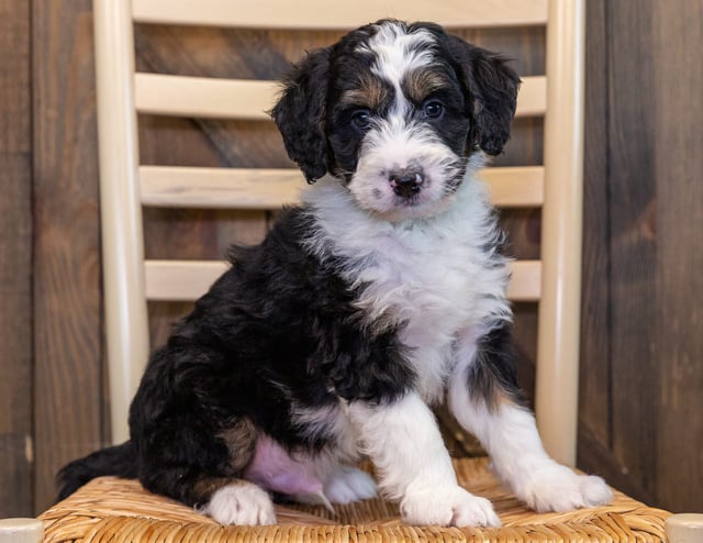 A picture of a Xylo, one of our Mini Bernedoodles puppies that went to their home in South Dakota