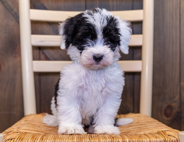 Compare and contrast Sheepadoodles with other doodle types on our breed comparison page