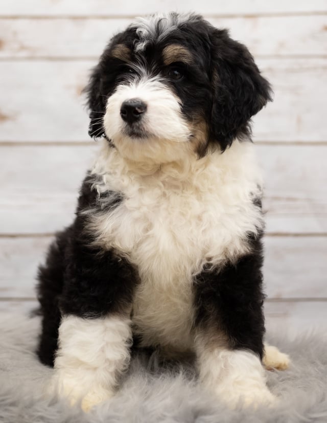 A picture of a Ice, one of our Standard Bernedoodles puppies that went to their home in Nebraska