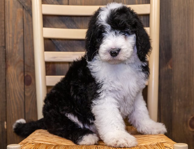 A picture of a Ivan, one of our Standard Sheepadoodles puppies that went to their home in Nebraska