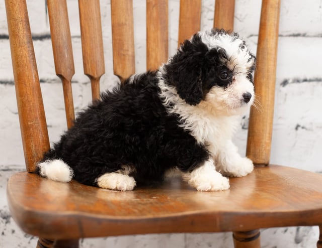 Another great picture of Pello, a Bernedoodles puppy